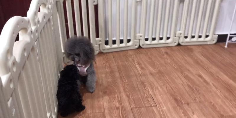 泰迪小狗需要多少天断奶?