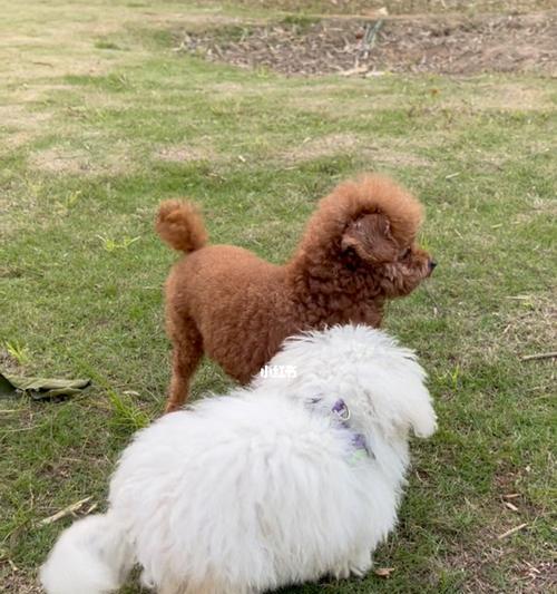 像羊驼的贵宾犬品种有哪些特征？
