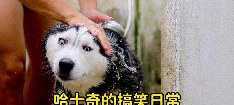 哈士奇纪录片中有哪些有趣的内容？