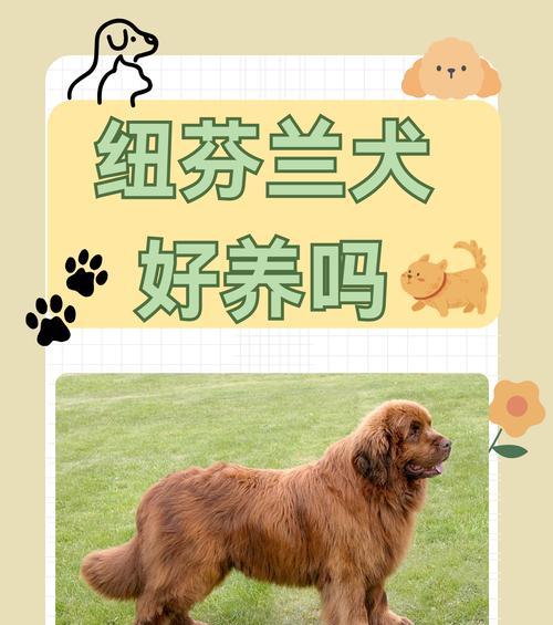 哈士奇和纽芬兰犬之间有发生过打斗吗?