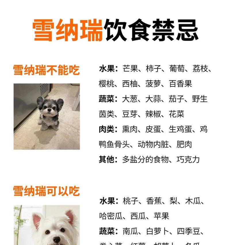 20斤雪纳瑞减肥时每顿应该吃多少？如何制定合适的饮食计划？