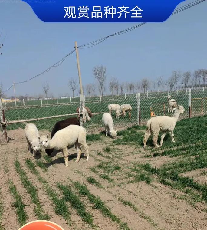 羊驼出售基地出售的含义是什么?