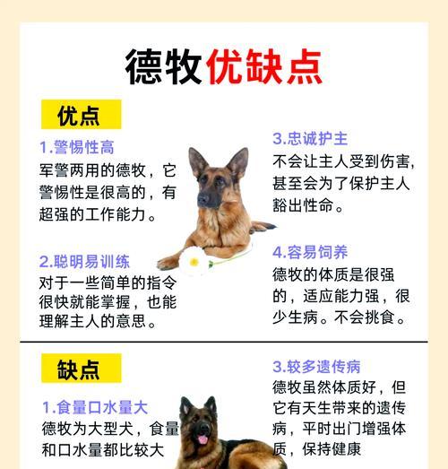 德牧做绝育时间多长啊多少钱？德牧绝育手术的注意事项有哪些？