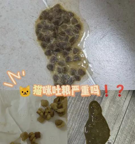 猫咪突然吃猫粮发疯是何原因?如何预防这种情况?