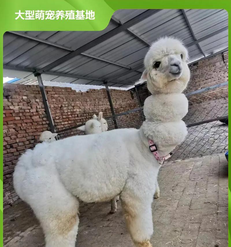 东方甄选羊驼粉质量？东方甄选羊驼粉的评价如何？