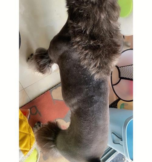 雪纳瑞犬的最佳剪毛时间是什么时候？