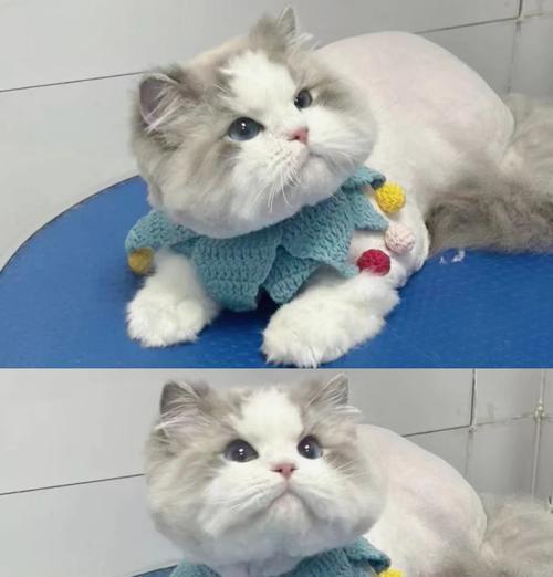 布偶猫成年期脱毛正常吗？多大开始脱毛是正常的？