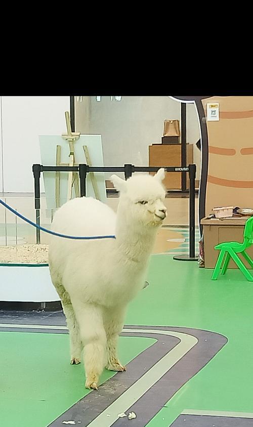 羊驼在广交会上的起源是什么？
