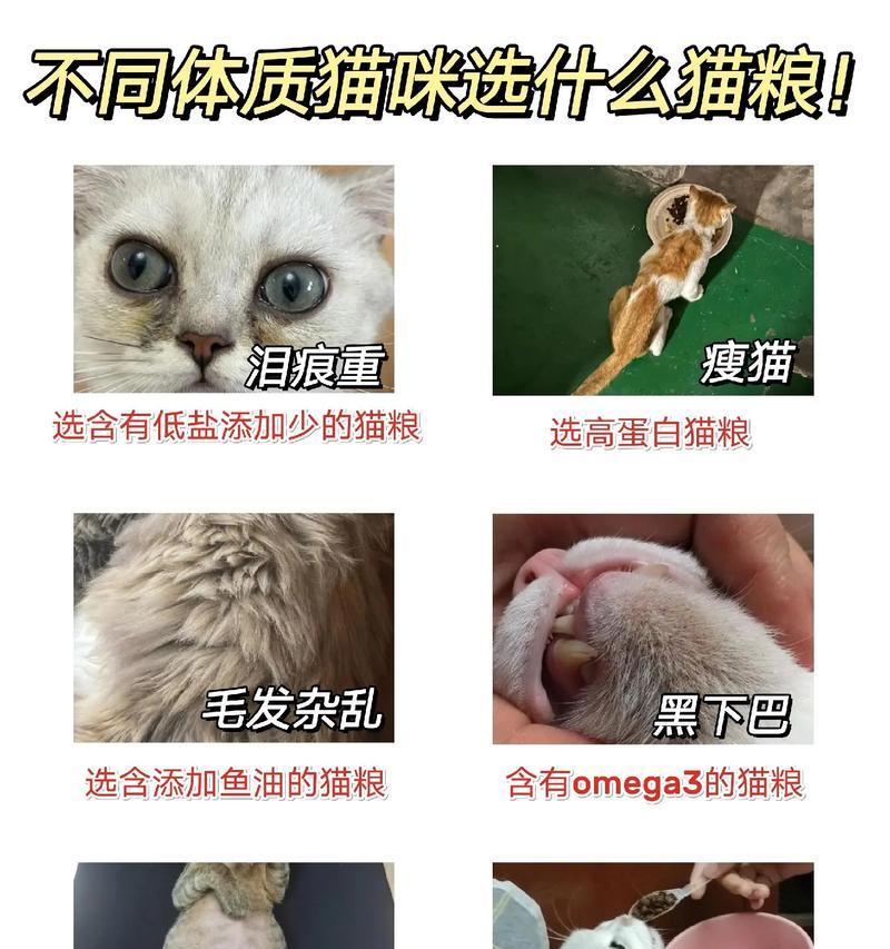 为什么喜欢看猫吃猫粮？这有什么影响吗？