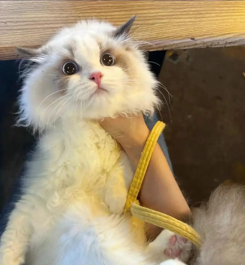 布偶满月吃猫粮好吗怎么喂?布偶猫幼年期的喂养建议是什么?