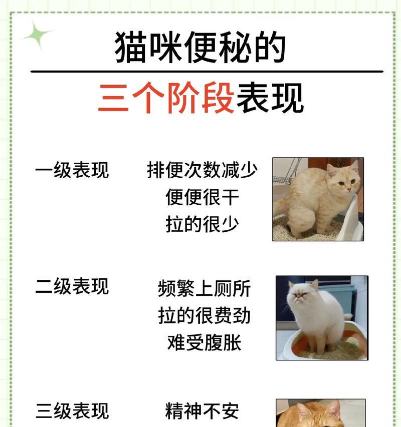 幼猫吃猫粮后频繁排便?原因和解决方法是什么?