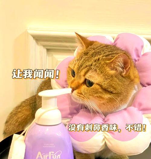 如何让猫碗猫粮不残留？猫粮不残留的清洁方法是什么？