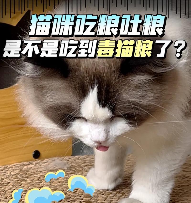 小猫吐猫毛猫粮怎么回事？为什么老虎不能吃猫粮？