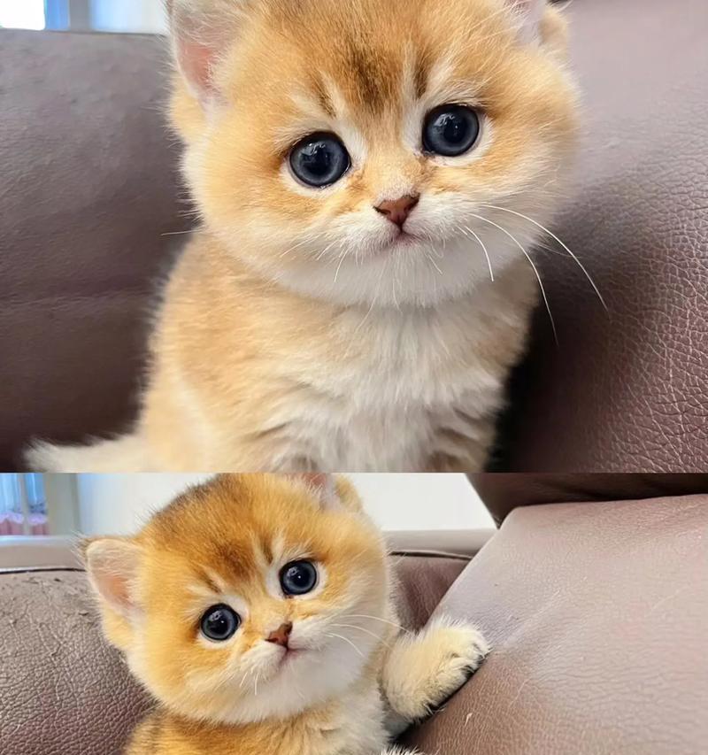 德文一个月大的猫咪应该吃什么猫粮?推荐有哪些?