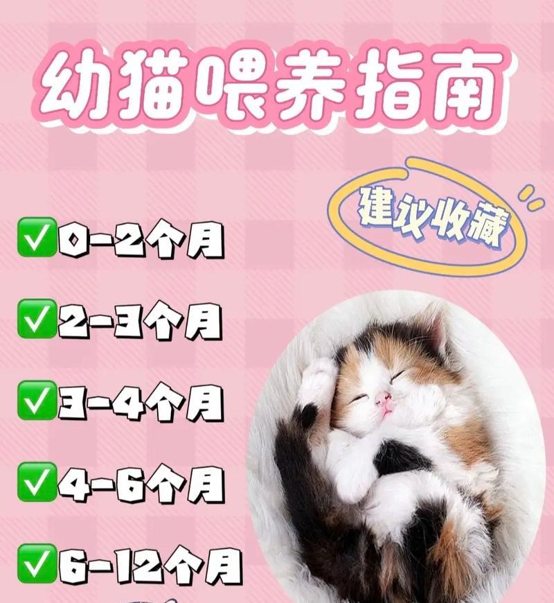 幼猫喂养猫粮的正确方法是什么?
