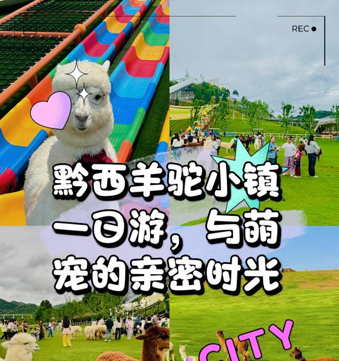 如何安全地与羊驼互动？
