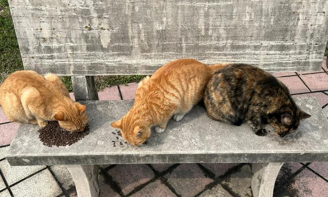 野猫是否会吃猫粮？如何安全地喂食流浪猫？