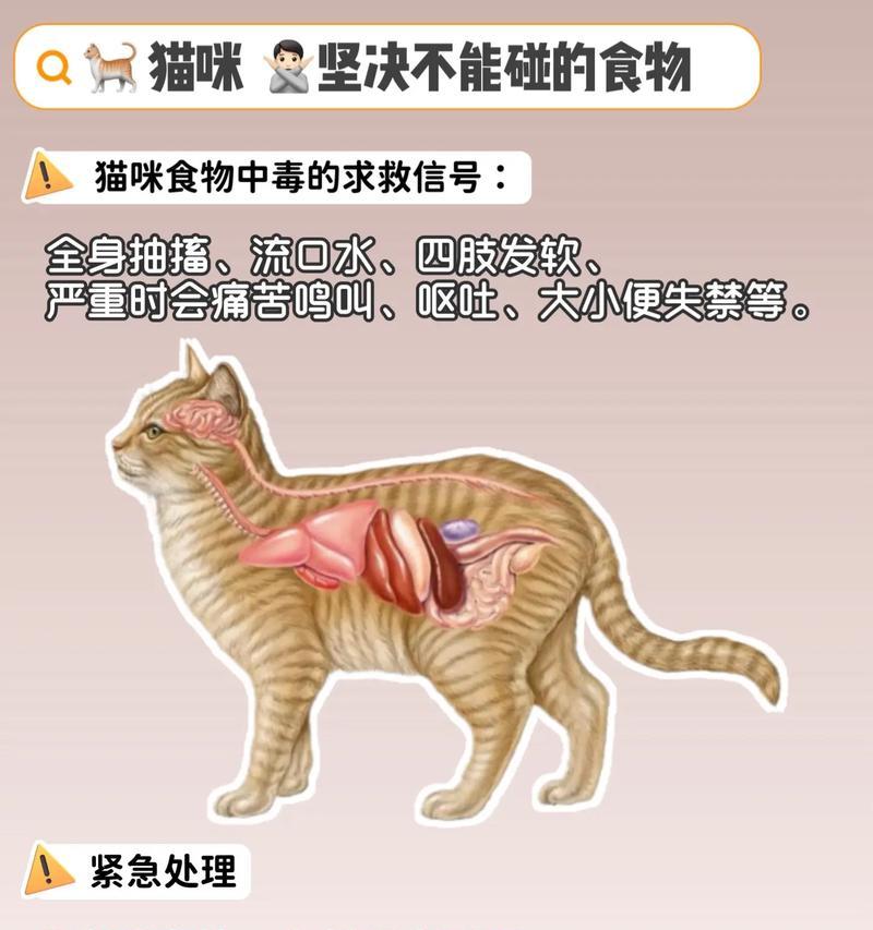 猫咪只吃猫粮不吃其他食物怎么办?有无解决办法?