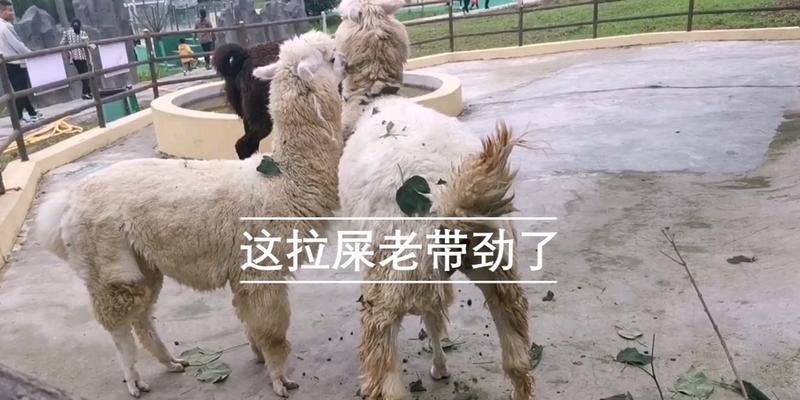 羊驼频繁排便是否正常？需要服用什么药物？