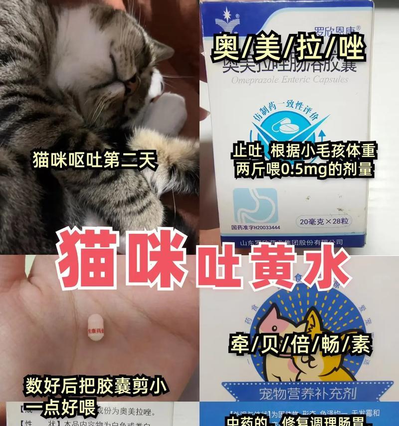 蓝猫吃湿粮会吐黄水吗?原因是什么?