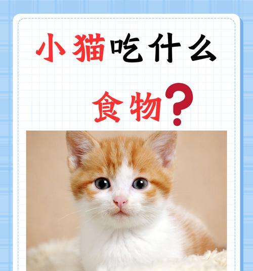 怎么预防小猫偷吃猫粮呢?有哪些有效的方法?