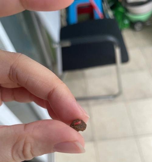 猫粮中发现小虫子,这是什么种类?