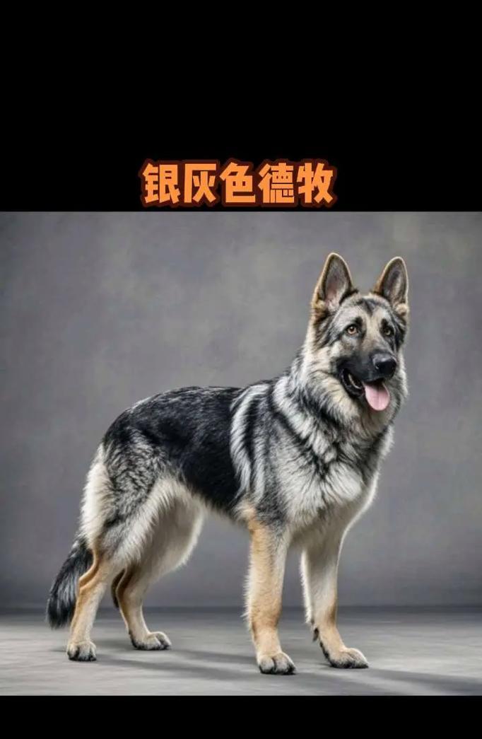 德牧的标准体重是多少？