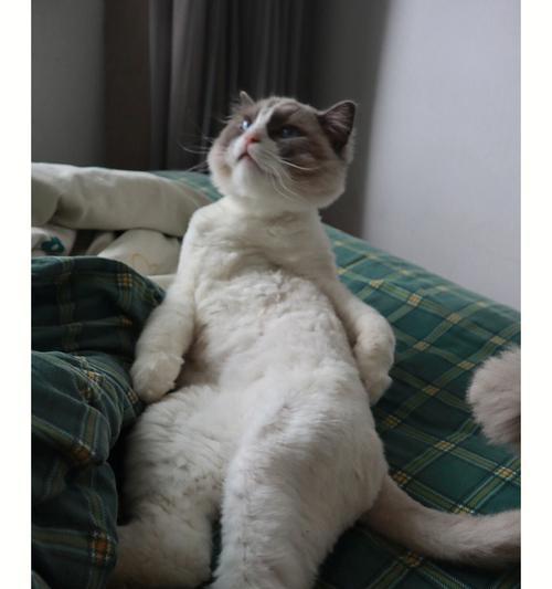 布偶猫毛发可以剪短吗？