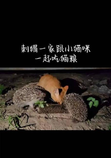猫咪吃刺猬后拒绝猫粮该如何处理?