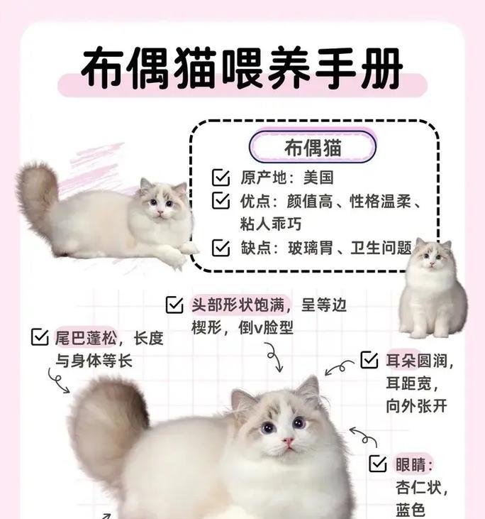 布偶从小怎么喂胖胖的猫粮？有哪些喂养技巧？
