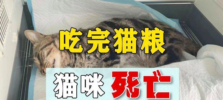 猫咪食用鼠粮为何会导致致命后果？