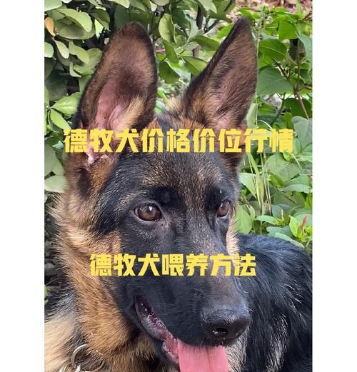 四个月大德牧每日狗粮摄入量是多少？