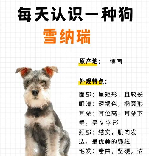 澳洲雪纳瑞的价格是多少?购买时需要注意哪些事项?