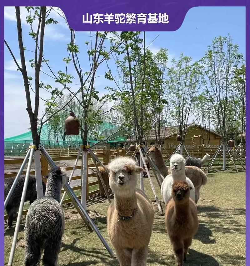 安琪为何偏爱羊驼？