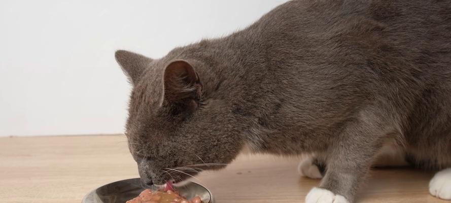 猫咪为何拒绝碗中猫粮?地上吃猫粮有何影响?