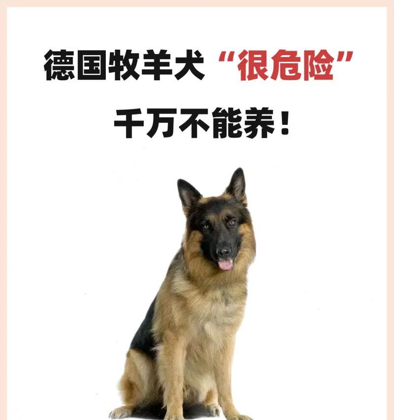 德牧为何不适合做宠物犬？哪些原因导致德牧不适合？