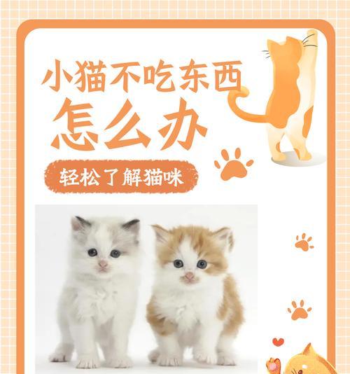 猫生完后食欲不振怎么办？