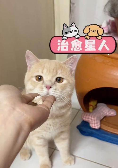 猫咪想吃猫粮怎么用猫语表达?它们会怎么撒娇?
