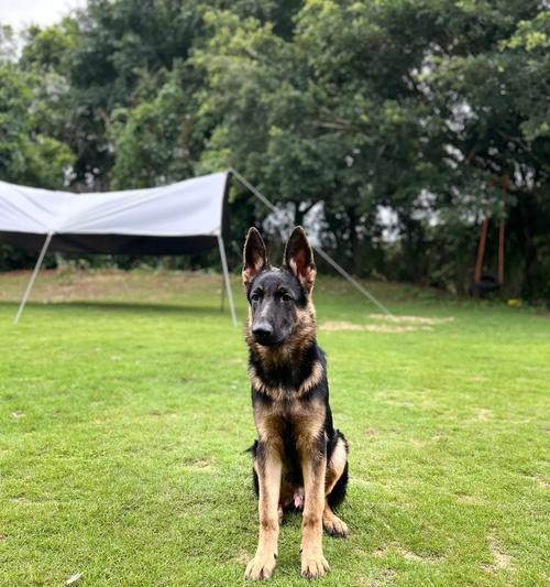 16斤的德牧犬需要多少个月才能成年?