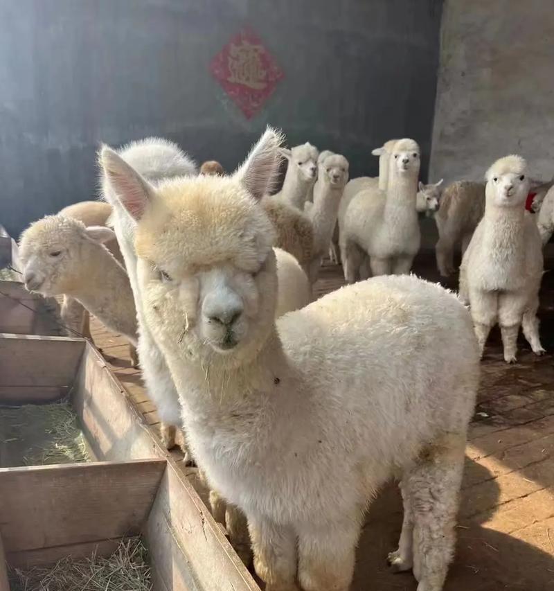 羊驼的日常饮食应该包含哪些营养成分？