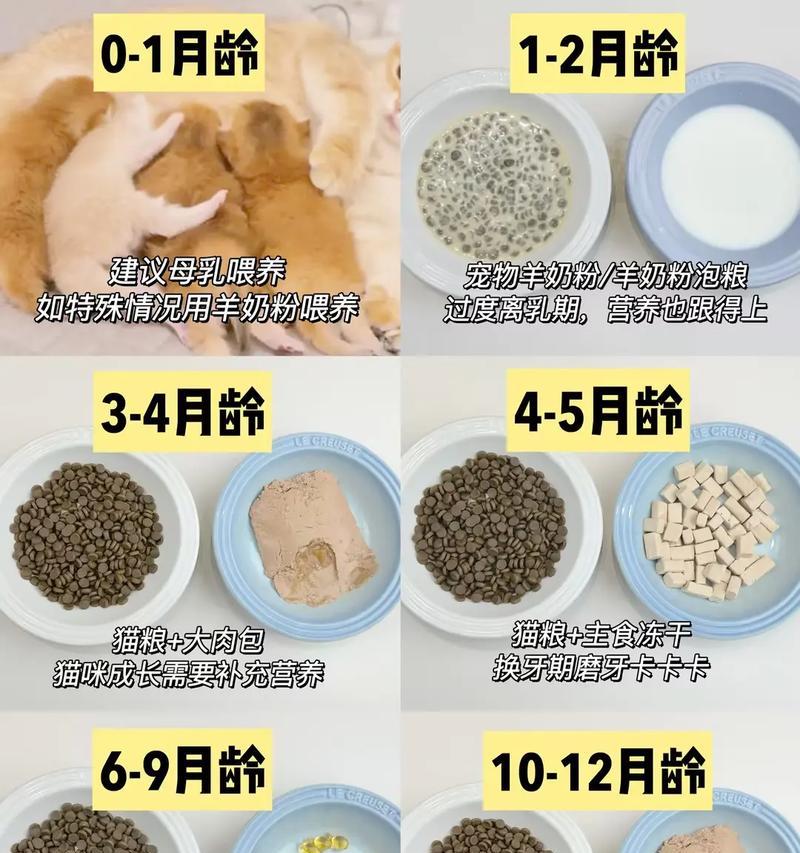 刚满月幼猫不吃猫粮怎么办？正确的喂养方法是什么？