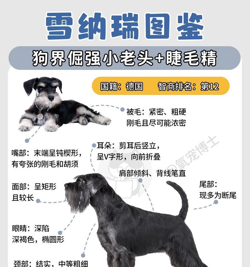 五个月小体雪纳瑞的标准背长是多少？