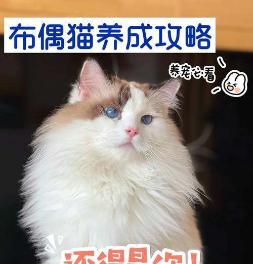 如何喂养布偶猫以减少掉毛？