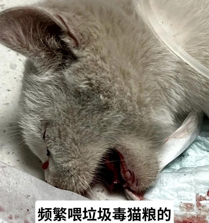 猫粮中发现黑块是什么物质？