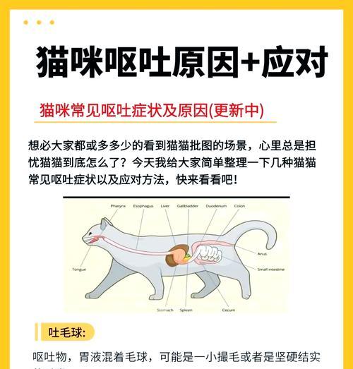 猫老恶心不吐猫粮怎么办?可能的原因及应对措施是什么?