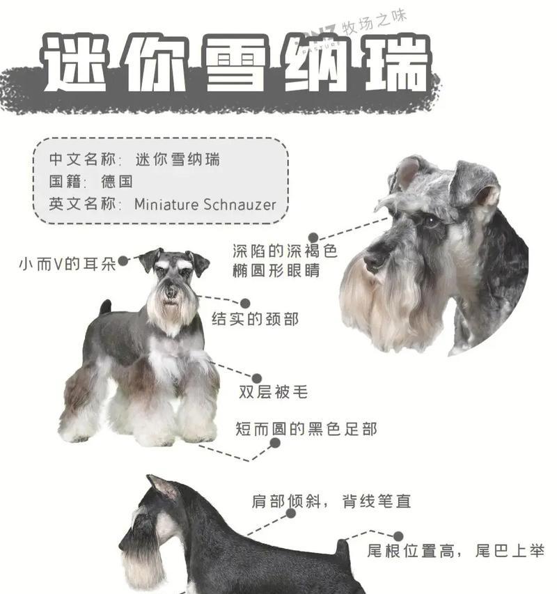 雪纳瑞体重与人类体重如何换算？标准体重是多少？