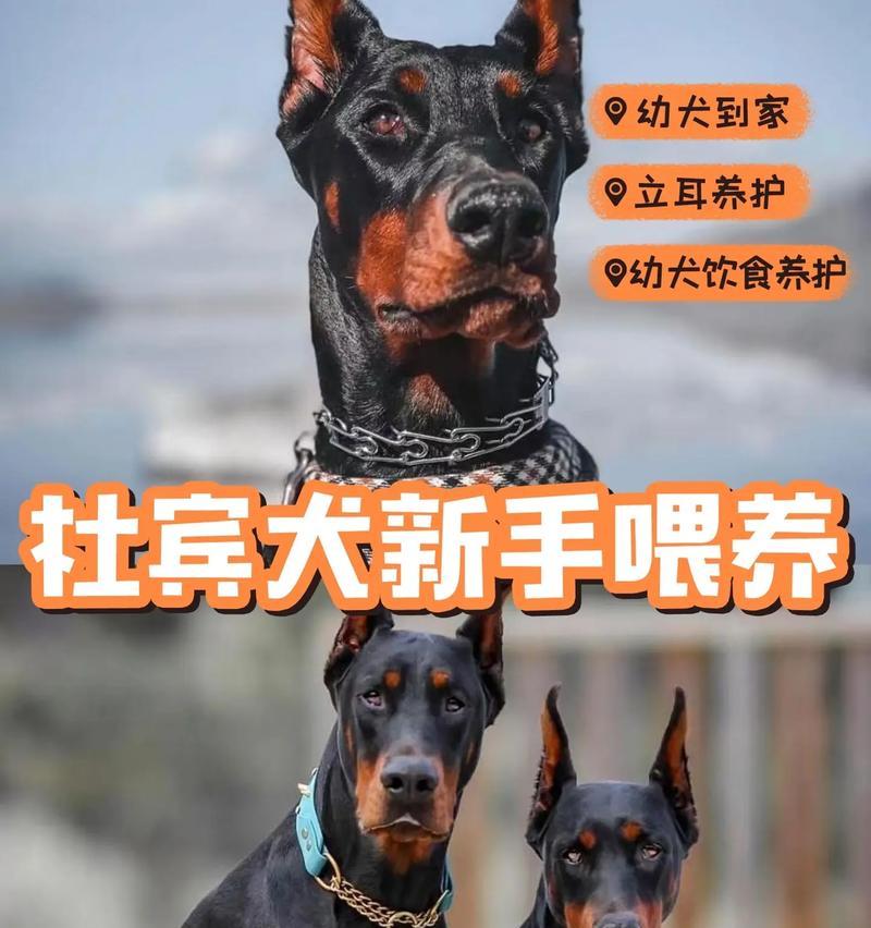 杜宾犬狗粮量怎么控制？一天吃多少狗粮最合适？