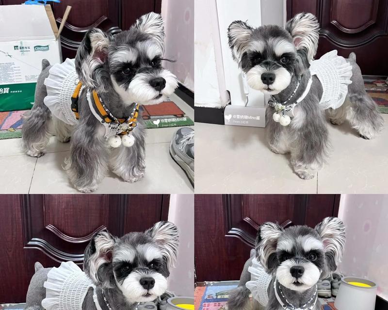 教雪纳瑞梳毛的费用大概是多少？