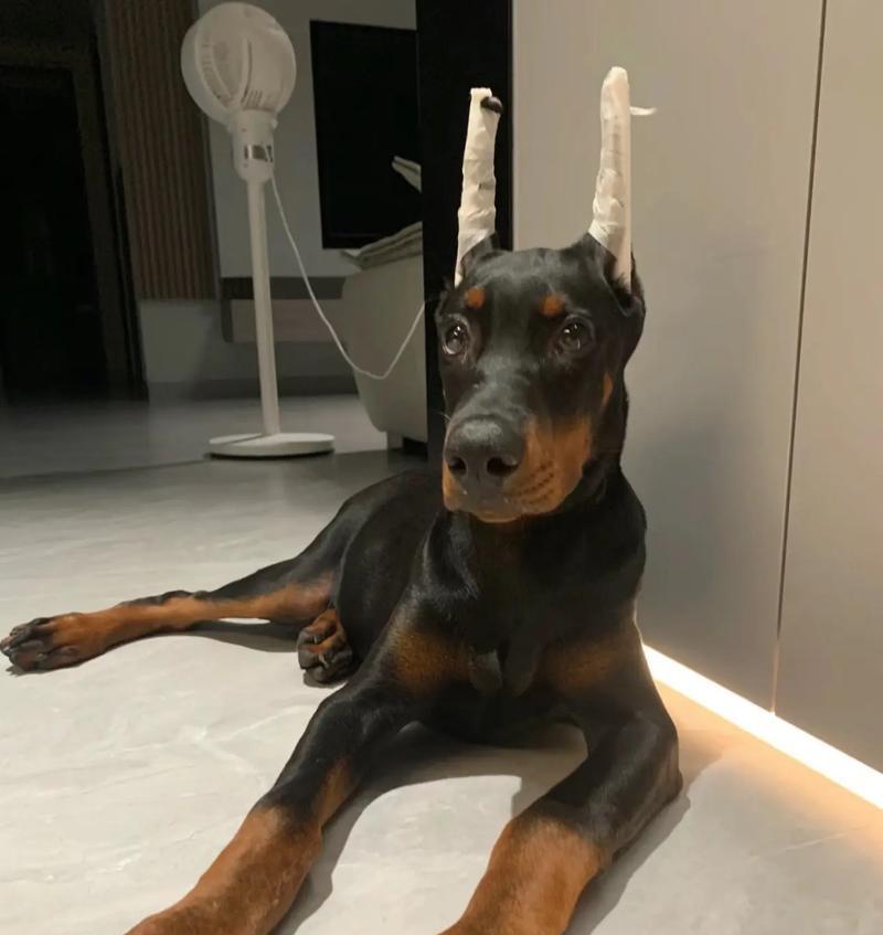 杜宾犬小的时候吃什么狗粮好呢?营养均衡的推荐有哪些?