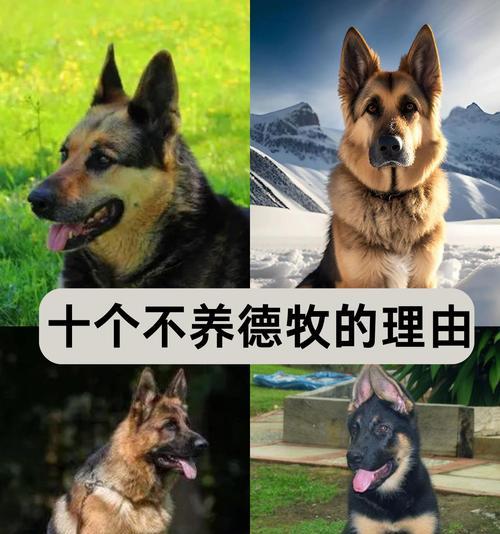 德牧外出玩耍需要几天？费用大概是多少？